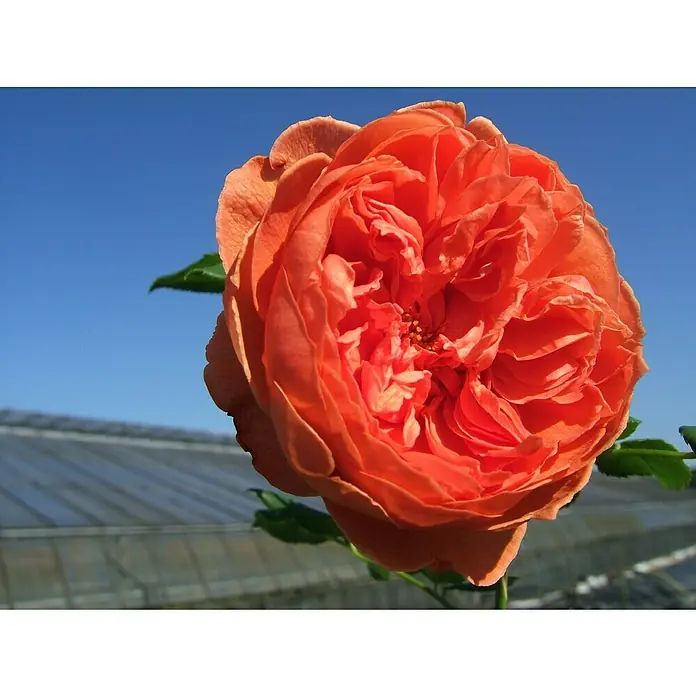 Strauchrose - Rosa 'Summer Song' -R-, Topfvolumen: 5,5 l, Orangerot - Nahaufnahme einer leuchtend orangefarbenen Rose mit verschlungenen Blütenblättern vor einem klaren blauen Himmel.