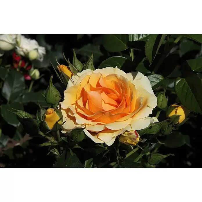 Stauden-Set Rosentraum - 3 -tlg., Rosa 'Hansestadt Rostock'® & Lavandula angustifolia 'Hidcote Blue', Apricot & Blau - Eine leuchtend orange-gelbe, voll erblühte Rose, umgeben von grünen Blättern und mehreren Rosenknospen.