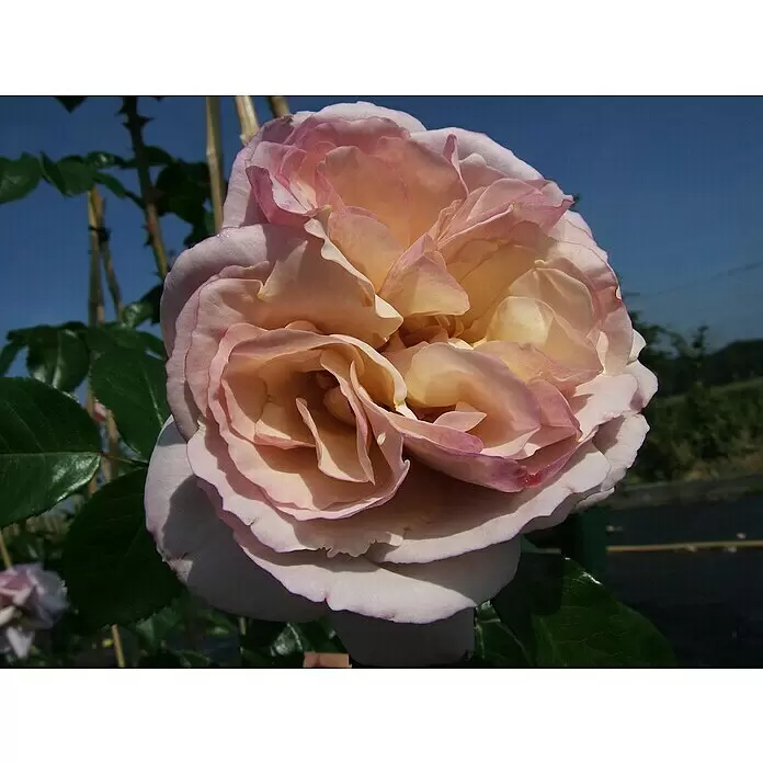 Strauchrose - Rosa 'Herkules' -R-, Topfvolumen: 5,5 l, Lavendel-Weiß - Detailaufnahme