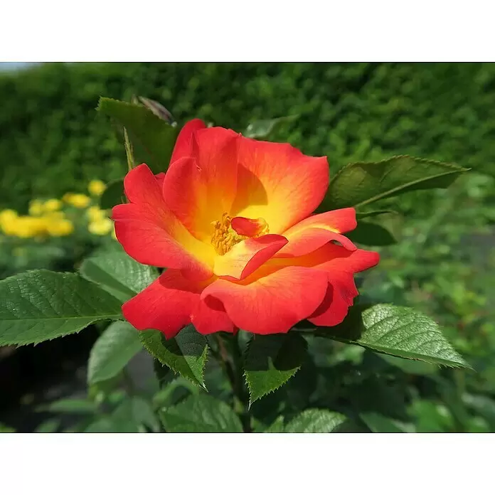 Beetrose - Rosa 'Summer of Love' ® FL ADR, Gelb-Rot - Eine leuchtend rot-gelbe Rose in voller Blüte, umgeben von grünen Blättern.