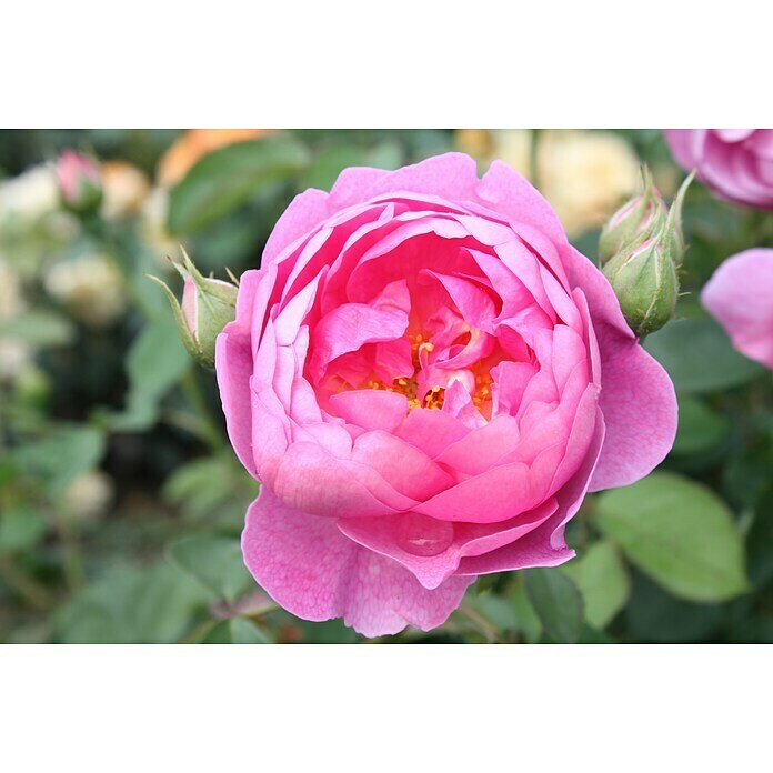 Strauchrose (Rosa 'Royal Jubilee', Topfvolumen: 5,5 l, Pink) | BAUHAUS