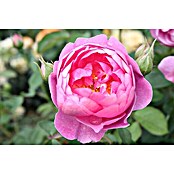 Strauchrose (Rosa 'Royal Jubilee', Topfvolumen: 5,5 l, Pink) | BAUHAUS