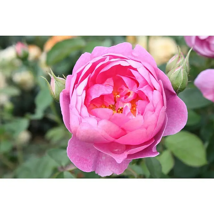 Strauchrose - Rosa 'Royal Jubilee', Topfvolumen: 5,5 l, Pink - Nahaufnahme einer hellrosa Rose in voller Blüte, umgeben von grünen Blättern und Knospen. Die Rose ist das Hauptmotiv des Bildes.