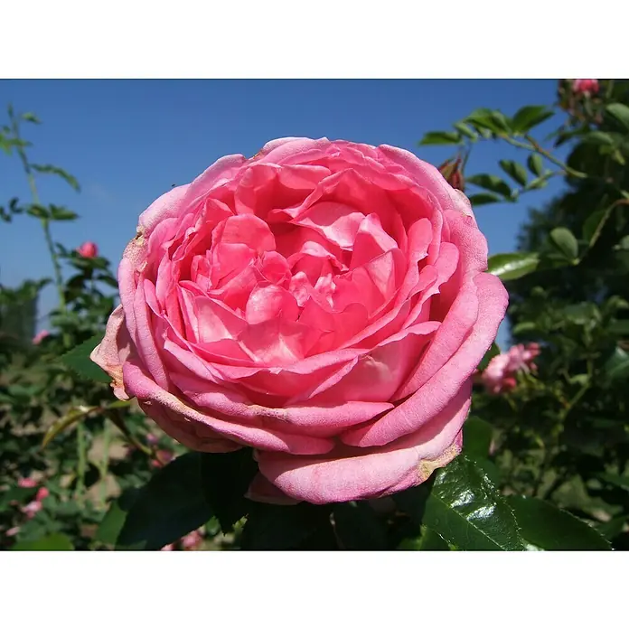 Strauchrose - Rosa 'La Rose de Molinard' -R- ADR, Topfvolumen: 6,5 l, Hellpink - Nahaufnahme einer strahlend rosa Rose vor blauem Himmel, die ihre zarten Blütenblätter und Schönheit offenbart.