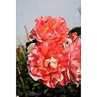 Edelrose (Rosa 'Grimaldi', Orange / Weiß)