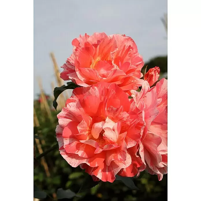 Edelrose - Rosa 'Grimaldi', Rosa/Weiß gestreift - Detailaufnahme