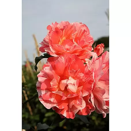Edelrose
