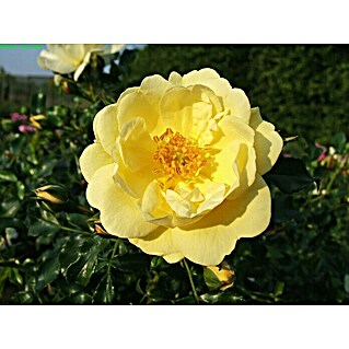 Bodendeckerrose (Rosa 'Sunny Rose'  -R-, Topfvolumen: 4,5 l, Zartgelb)