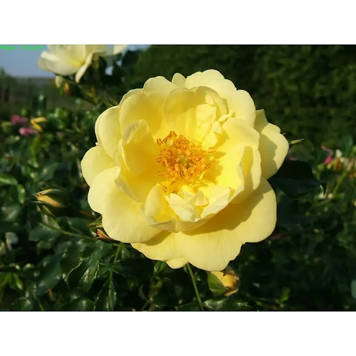 Bodendeckerrose - Rosa 'Sunny Rose' -R-, Topfvolumen: 4,5 l, Zartgelb - Nahaufnahme einer leuchtend gelben Rose mit sichtbaren Blütenblättern und Staubgefäßen, umgeben von grünem Laub im Hintergrund.