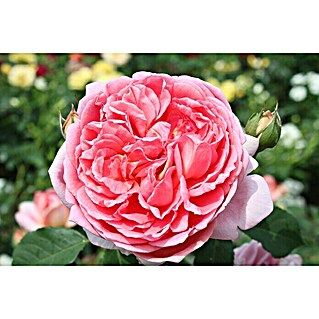 Strauchrose (Rosa 'Boscobel', Topfvolumen: 5,5 l, Rosa)