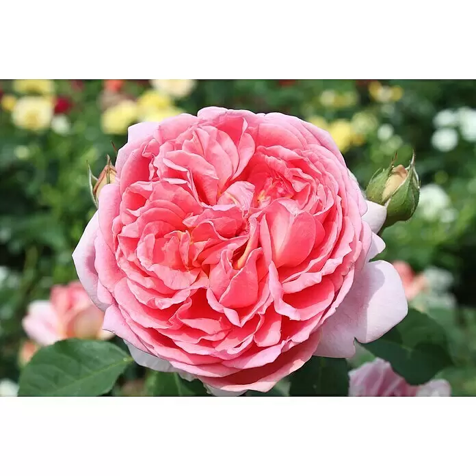 Strauchrose - Rosa 'Boscobel', Topfvolumen: 5,5 l, Rosa - Nahaufnahme einer leuchtend pinken Rose mit vielen gekräuselten Blütenblättern vor einem verschwommenen grünen Gartenhintergrund.