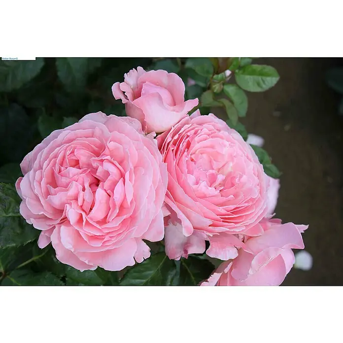 Strauchrose - Rosa 'Kölner Flora' -R-, Topfvolumen: 5,5 l, Rosa - Nahaufnahme von zarten, rosa Rosenblüten mit vielen Blütenblättern, die eine romantische und elegante Note vermitteln.\n