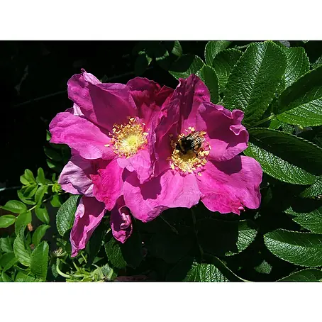 Strauchrose
