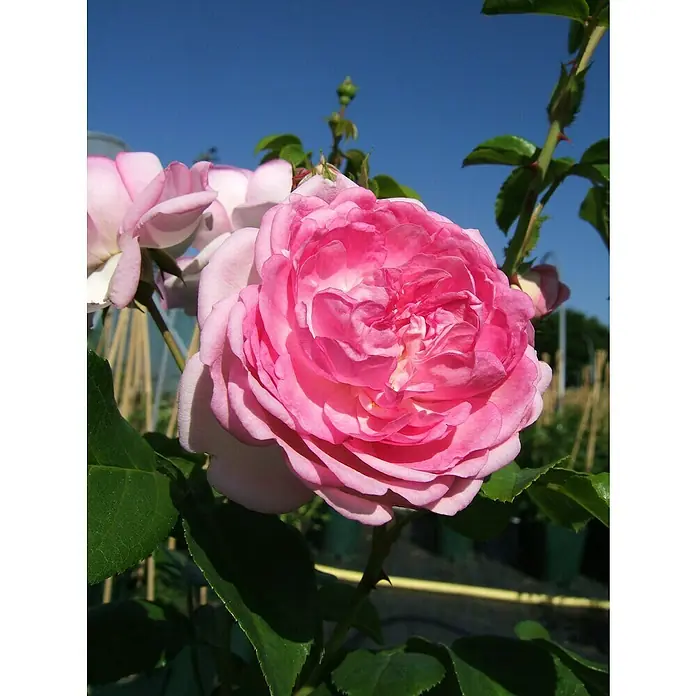 Kletterrose - Rosa 'Jasmina' -R- ADR, Violett-Rosa - Nahaufnahme einer üppigen, rosa Rose mit vielen Blütenblättern, die eine beeindruckende und farbenfrohe Blüte präsentiert.