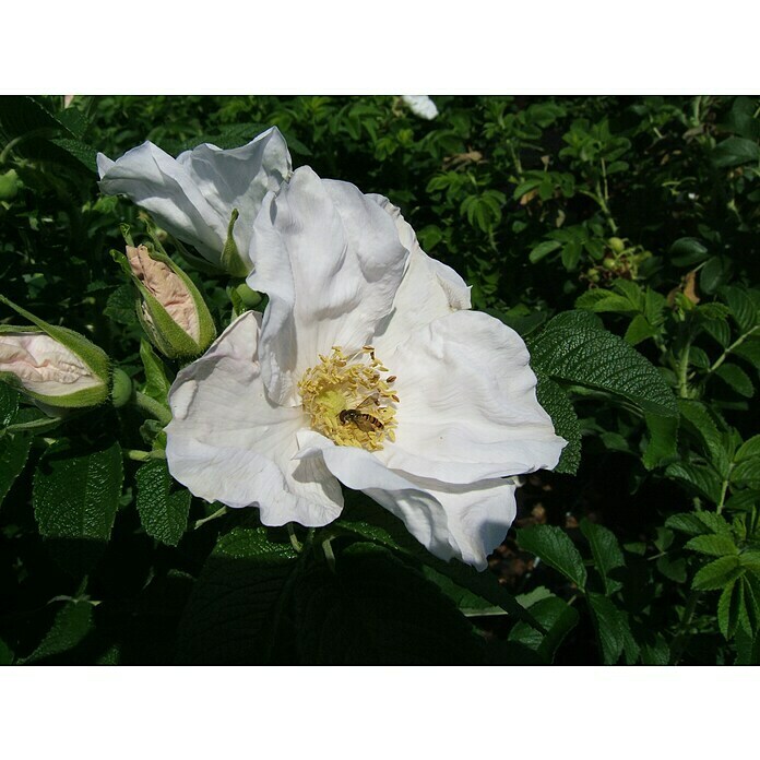 Strauchrose (Rosa rugosa alba, Topfvolumen: 4,5 l, Weiß) | BAUHAUS