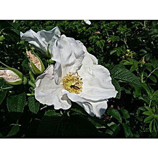 Strauchrose (Rosa rugosa alba, Topfvolumen: 4,5 l, Weiß)