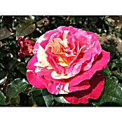 Edelrose (Rosa 'Broceliande'  -R-, Rot/Weiß) | BAUHAUS