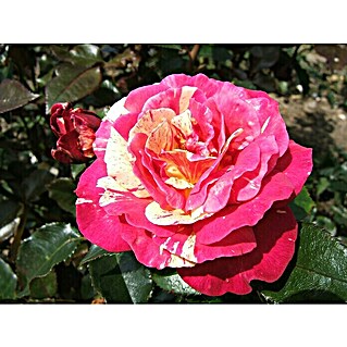 Edelrose (Rosa 'Broceliande'  -R-, Rot/Weiß)