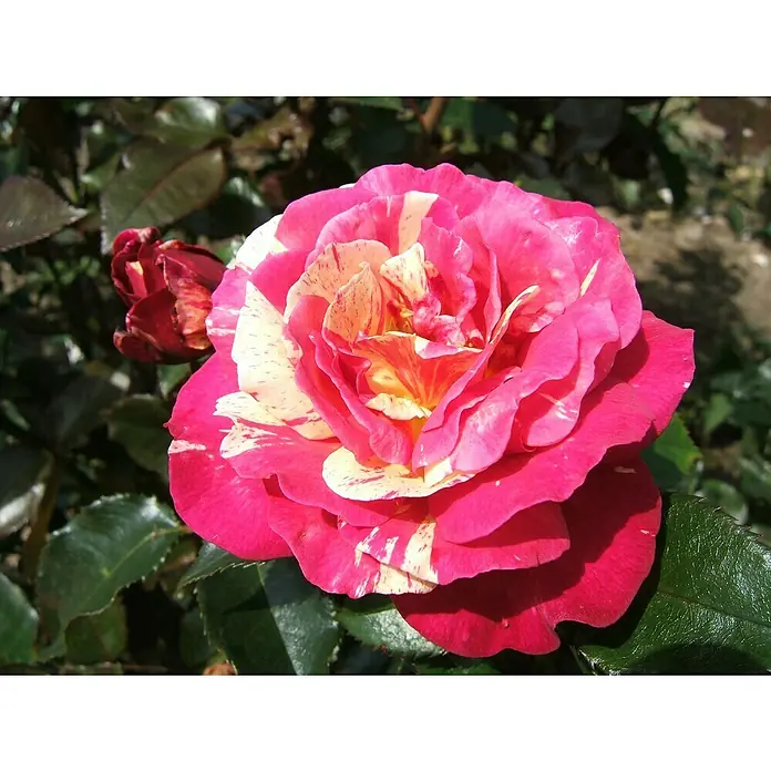 Edelrose - Rosa 'Broceliande' ®, Rot/Weiß - Nahaufnahme einer rosafarbenen und cremefarbenen Rose mit vielen Blütenblättern, die ihre zarte Schönheit und Eleganz zeigt.