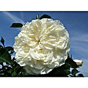 Bodendeckerrose (Rosa 'White Meidiland'  -R-, Topfvolumen: 4,5 l, Reinweiß) | BAUHAUS