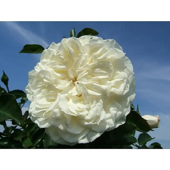 Bodendeckerrose - Rosa 'White Meidiland' -R-, Topfvolumen: 4,5 l, Reinweiß - Nahaufnahme einer üppigen, cremeweißen Rose mit vielen Blütenblättern, die einen eleganten Kontrast zum blauen Himmel bildet.