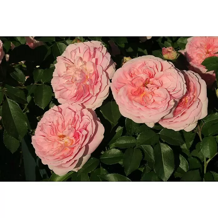 Beetrose - Rosa 'Kurfürstin Sophie' ®, Rosa - Nahaufnahme mehrerer blühender rosa Rosen mit grünen Blättern.