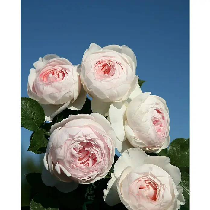 Beetrose - Rosa 'Herzogin Christiana' ® ADR, Hellrosa/Cremeweiß - Nahaufnahme von fünf zarten, hellrosa Rosenblüten mit einem Hauch von Weiß, die vor einem strahlend blauen Himmel erblühen.
