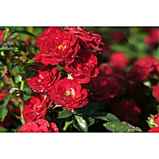 Minirose (Rosa 'Mandy' -R-)