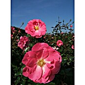 Bodendeckerrose (Rosa 'Mirato'  -R-, Topfvolumen: 4,5 l, Leuchtend Pink) | BAUHAUS