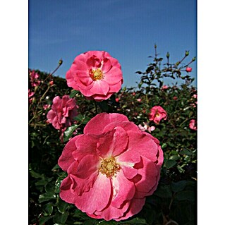 Bodendeckerrose (Rosa 'Mirato'  -R-, Topfvolumen: 4,5 l, Leuchtend Pink)