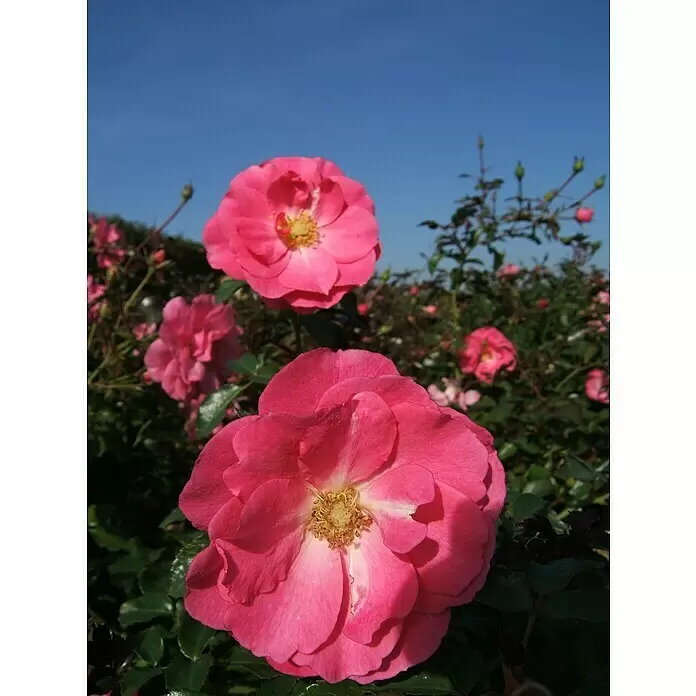Bodendeckerrose - Rosa 'Mirato' -R-, Topfvolumen: 4,5 l, Leuchtend Pink - Leuchtend pinkfarbene Rosen blühen an einem Busch unter klarem blauem Himmel.
