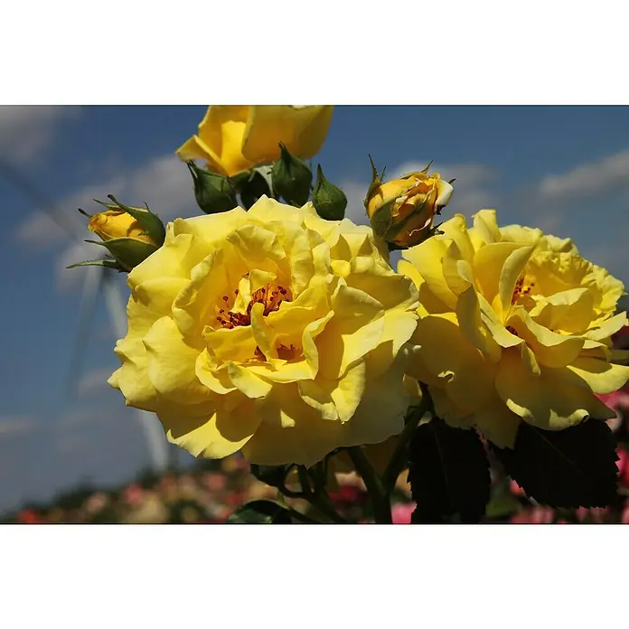 Strauchrose - Rosa 'Lichtkönigin Lucia' -R-, Topfvolumen: 5,5 l, Zitronengelb - Nahaufnahme von strahlend gelben Rosenblüten, die ihre zarten Blütenblätter in der Sonne präsentieren, während Knospen aufblühen.
