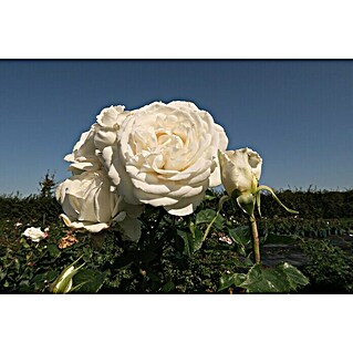 Edelrose (Rosa 'Annapurna'  -R-, Reinweiß)