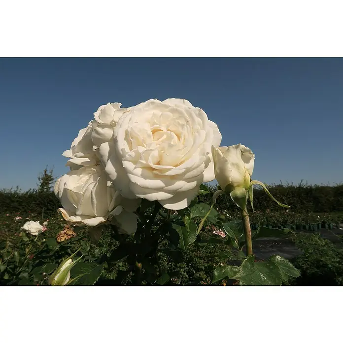 Edelrose - Rosa 'Annapurna' ®, Reinweiß - Nahaufnahme einer Gruppe atemberaubender, cremefarbener Rosenblüten mit zarten Blütenblättern und einem strahlend blauen Himmel.