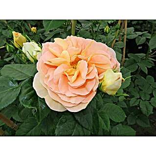 Edelrose (Rosa 'Amélie Nothomb'  -R-, Gelb-Apricot)