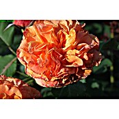 Strauchrose (Rosa 'La Villa Cotta' -R-, Topfvolumen: 5,5 l, Orange) | BAUHAUS