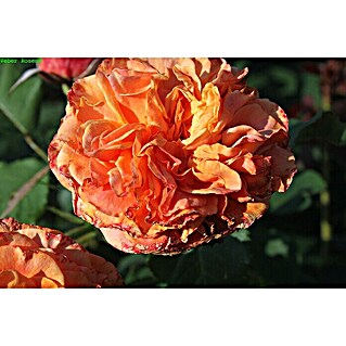 Strauchrose (Rosa 'La Villa Cotta'  -R-, Topfvolumen: 5,5 l, Orange)