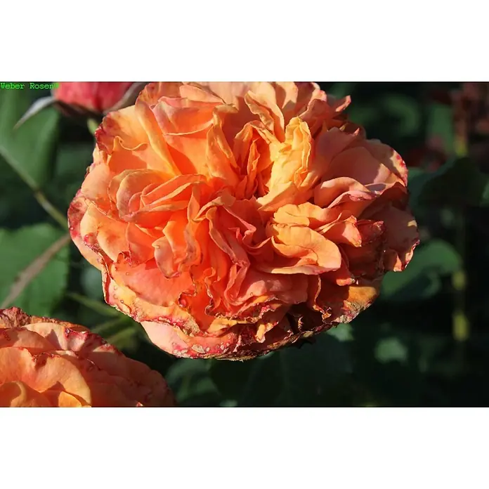 Strauchrose - Rosa 'La Villa Cotta' -R-, Topfvolumen: 5,5 l, Orange - Nahaufnahme einer leuchtend orangefarbenen Weber Rosenblüte mit detaillierten Blütenblättern und subtilen Farbnuancen.