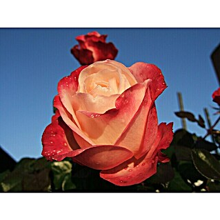 Edelrose (Rosa 'Nostalgie'  -R-, Cremeweiß)