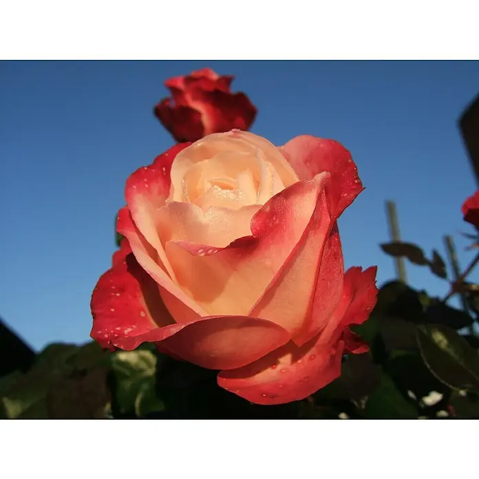 Edelrose - Rosa 'Nostalgie' ®, Cremeweiß/Kirschrot - Nahaufnahme einer zweifarbigen Rose mit zarten Tautropfen auf den Blütenblättern und einer weiteren Blüte im Hintergrund.
