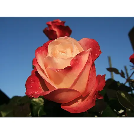 Edelrose