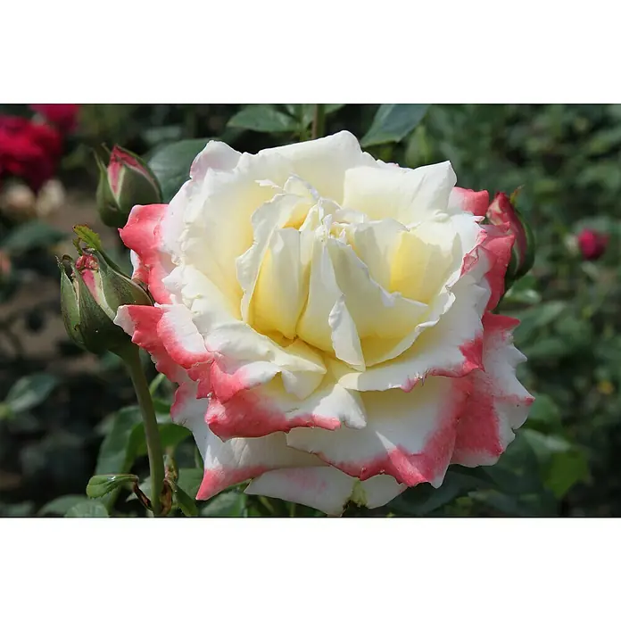 Edelrose - Rosa 'Athena' ®, Weiß/Hellrosa - Nahaufnahme einer zweifarbigen Rose mit weißen Blütenblättern und rosa Rändern, umgeben von grünen Blättern.