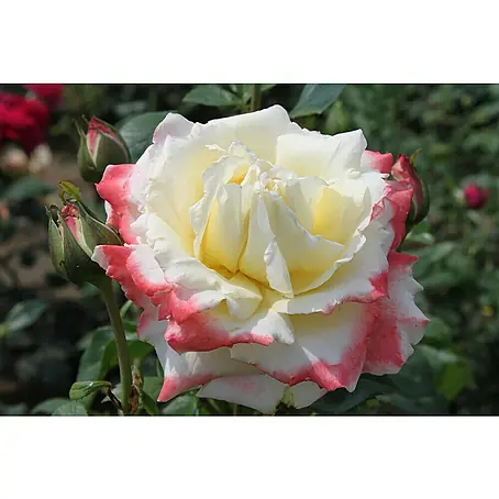 Edelrose