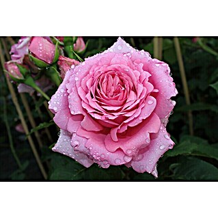 Kletterrose (Rosa 'Bienvenue'  -R-, Dunkelrosa)