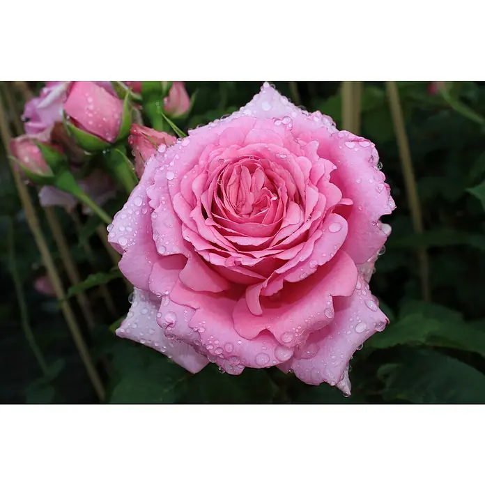 Kletterrose - Rosa 'Bienvenue' -R-, Dunkelrosa - Nahaufnahme einer rosa Rose mit Wassertropfen, die die zarten Blütenblätter hervorheben. Die Rose ist der zentrale Blickfang vor einem grünen Hintergrund.