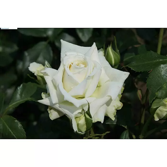 Kletterrose - Rosa 'Alaska' -R-, Weiß - Nahaufnahme einer weißen Rose mit cremefarbener Mitte und einigen Knospen, umgeben von grünem Laub.