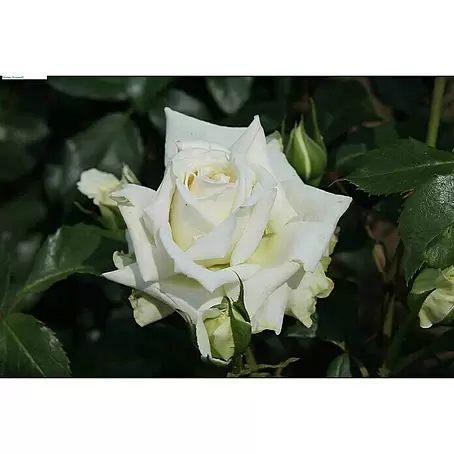 Kletterrose