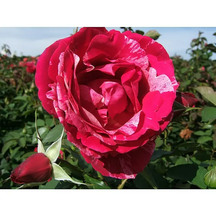 Edelrose - Rosa 'Henri Matisse', Rot/Weiß - Eine Nahaufnahme einer wunderschönen roten Rose mit weißen Farbtupfern in voller Blüte. Ein Symbol für Liebe und Schönheit im Garten.