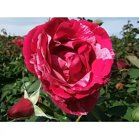 Edelrose