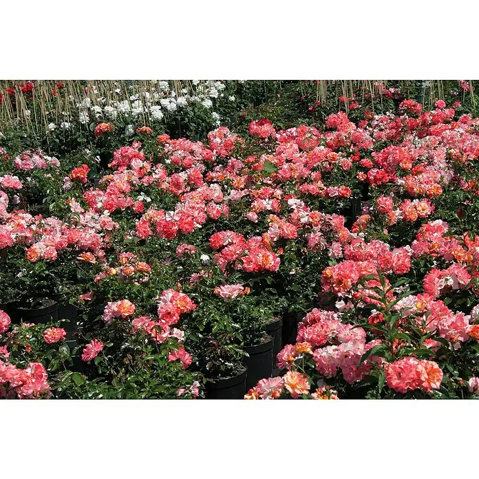 Beetrose - Rosa 'Alfred Sisley' ®, Rosa/Orangene gestreift - Üppiges Beet mit zahlreichen rosa und weißen Rosen in Töpfen, eine florale Pracht für jeden Gartenliebhaber.